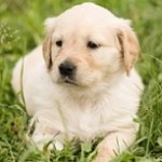 日本盲導犬協会に寄付をしよう！